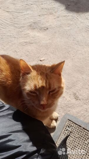 Рыжий котик в добрые руки