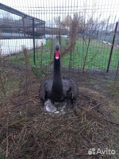 Чёрные лебеди