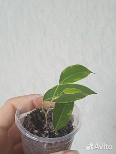 Фикус бенджамина