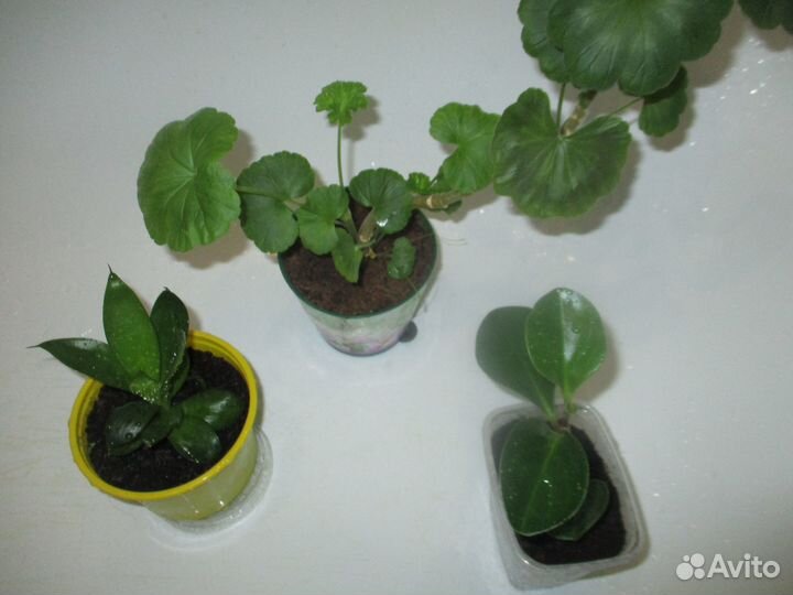 Комнатные цветы