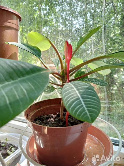 Комнатное растение Малочай