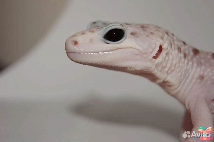 Пятнистый эублефар