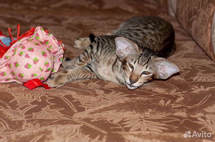 Ориентальные котята