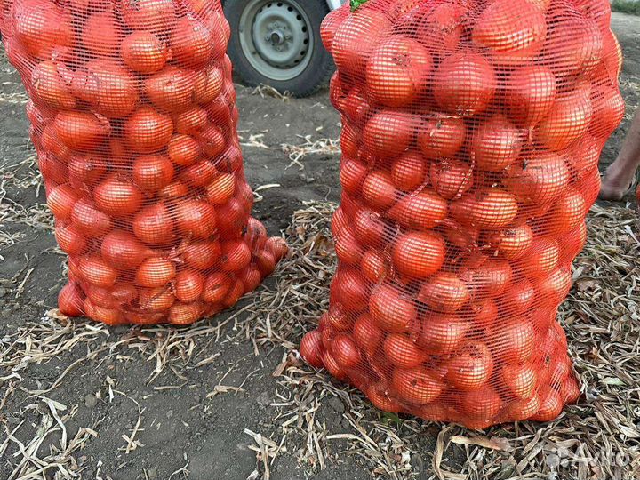 Лук репчатый