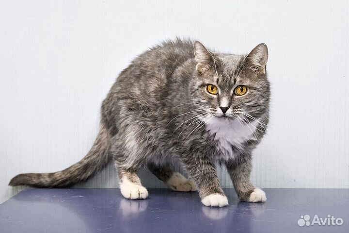 Ласкуше Шанечке очень нужен дом