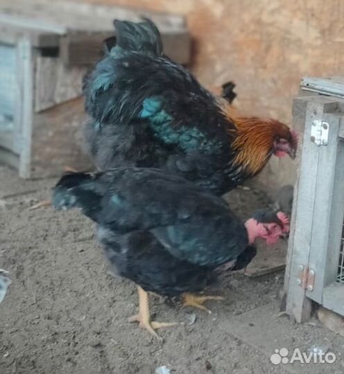 Индоутка и породистые куры, яйцо и молодняк