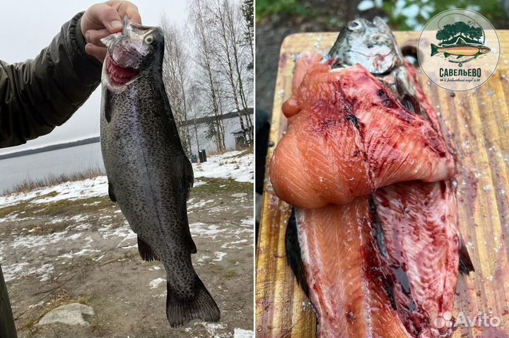 Свежая красная рыба, Форель живая / Оптом