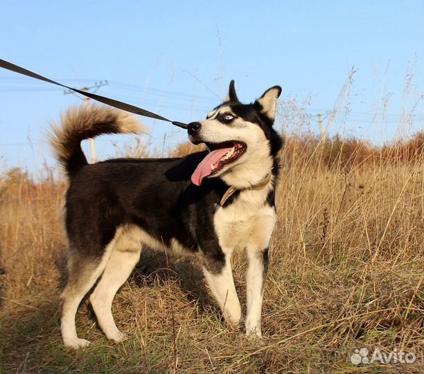 Собака Михась