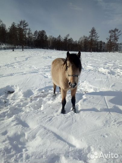 Лошадь жеребец