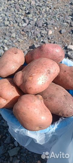Продам экологически чистый вкусный картофель