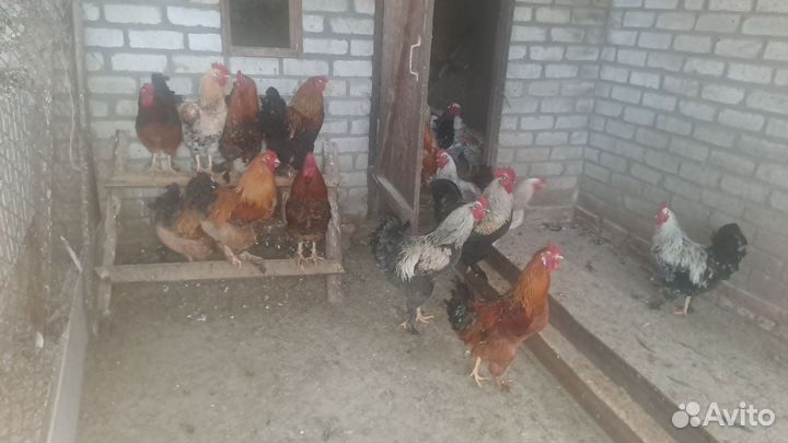 Молодые петухи