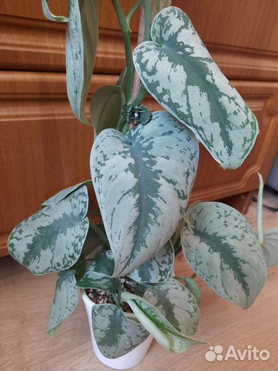 Сциндапсус/эпипремнум пиктус треби