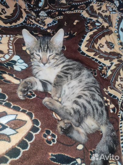 Бенгальские котята