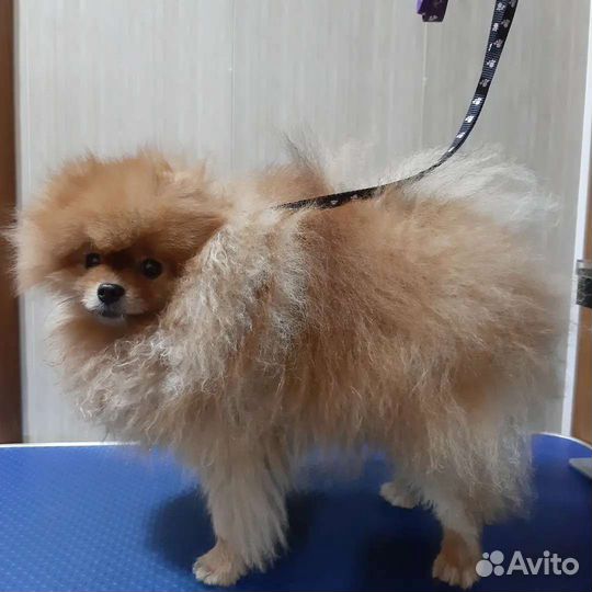 Услуги для животных