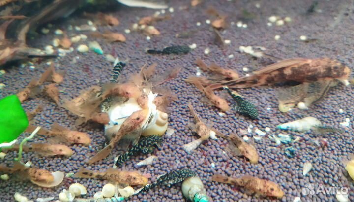 Вуаль анциструсы разных окрасов, гуппи и растения