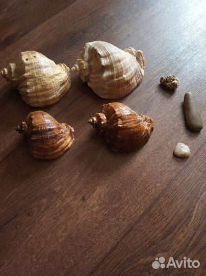 Ракушки для декора или в аквариум
