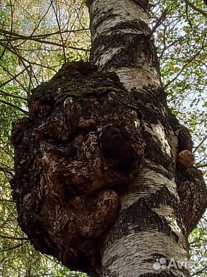 Савель береза