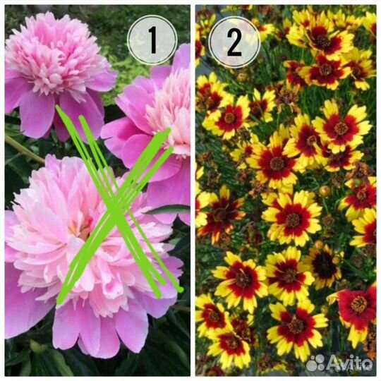 Садовые цветы многолетники