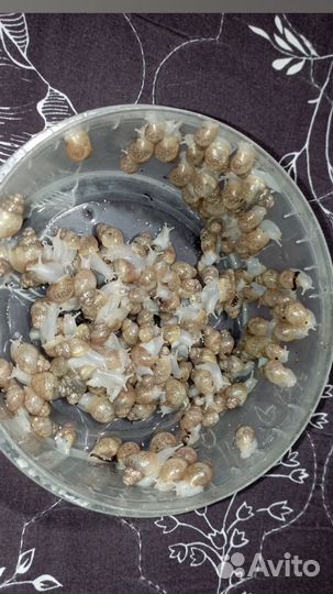 Улитки ахатины альбиносы