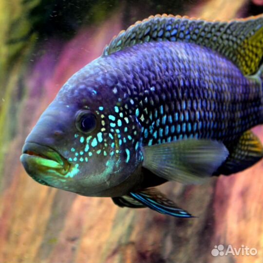 Рыба Пчелка Цихлазома семейство цихлиды хищник
