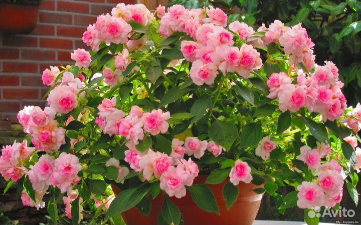 Бальзамины махровые вегетативные