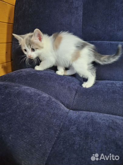 Британские котята