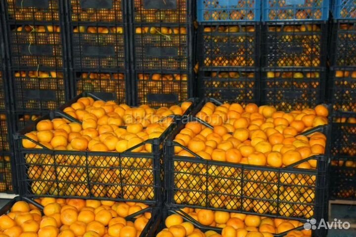 Мандарины оптом