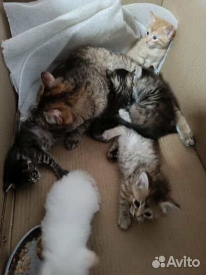 Котята