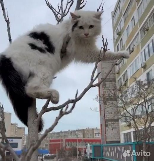 Снять Кошку с дерева 24/7