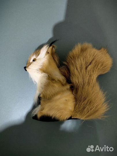 Просто белка