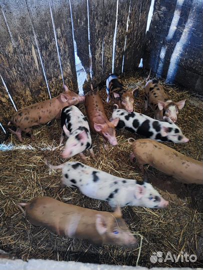 Поросята, мама дюрок-папа пьетрен