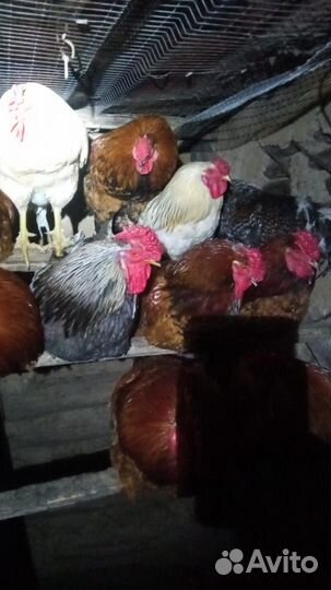 Молодые петухи