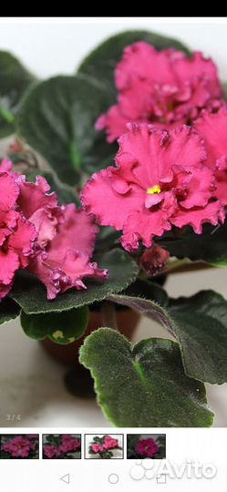 Сортовые фиалки