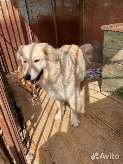 Классный кобелек