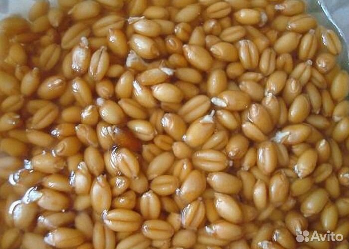 Пшеница для проращивания