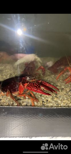 Калифорнийский рак