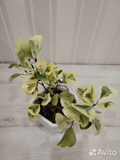 Шикарный триангулярис коконат крем