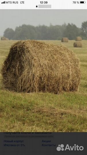 Сено 2024года