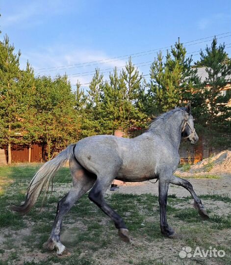 Жеребец орловский рысак