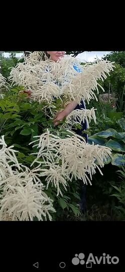 Растения для тенистого сада