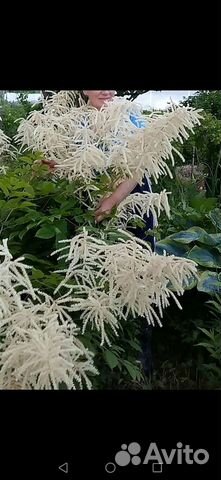 Растения для тенистого сада