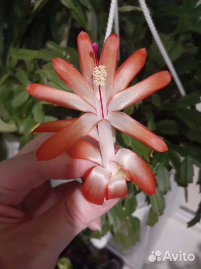 Декабристы