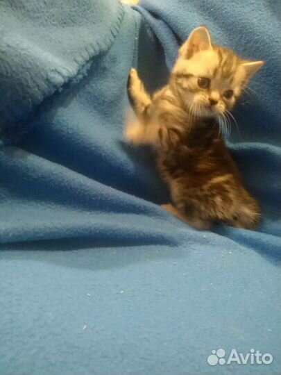 Шотландские котята