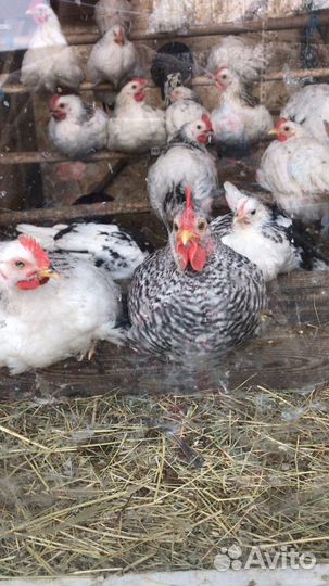 Куры несушки