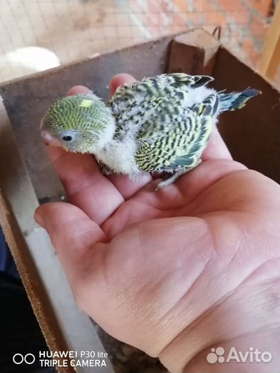 Попугайчики волнистики