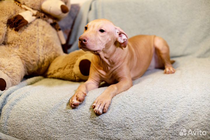 Щенки питбультерьера