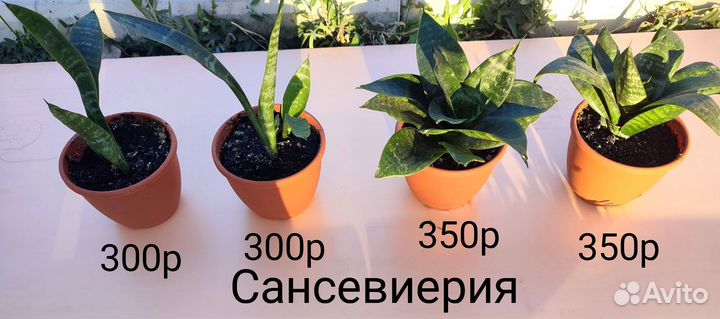 Продам Сансевиерию