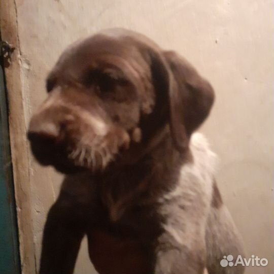 Щенки дратхаара