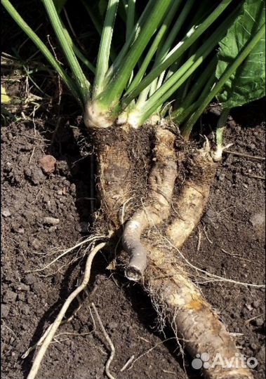 Продаем корень хрена