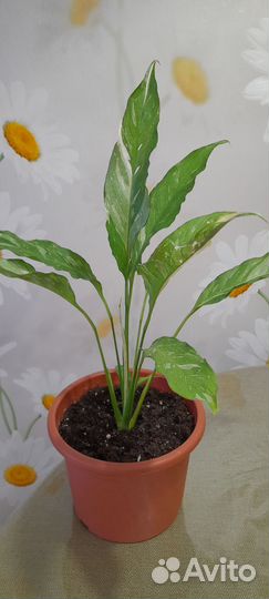 Спатифиллум джемини, высота растенич 44 см